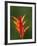 False Bird-Of-Paradise Flower (Heliconia Psittacorum), Nadi, Viti Levu, Fiji, South Pacific-David Wall-Framed Photographic Print