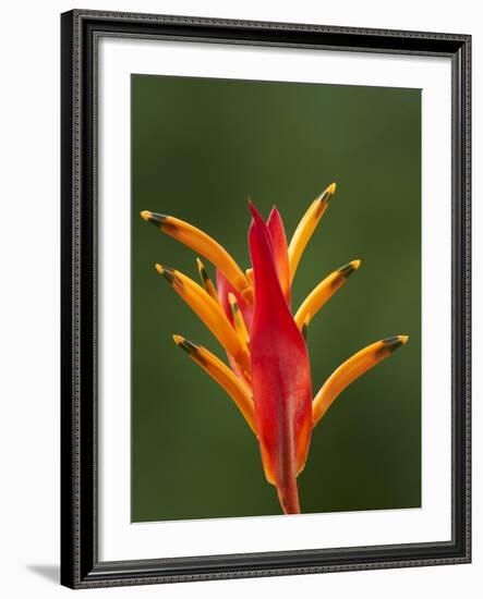 False Bird-Of-Paradise Flower (Heliconia Psittacorum), Nadi, Viti Levu, Fiji, South Pacific-David Wall-Framed Photographic Print