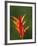 False Bird-Of-Paradise Flower (Heliconia Psittacorum), Nadi, Viti Levu, Fiji, South Pacific-David Wall-Framed Photographic Print