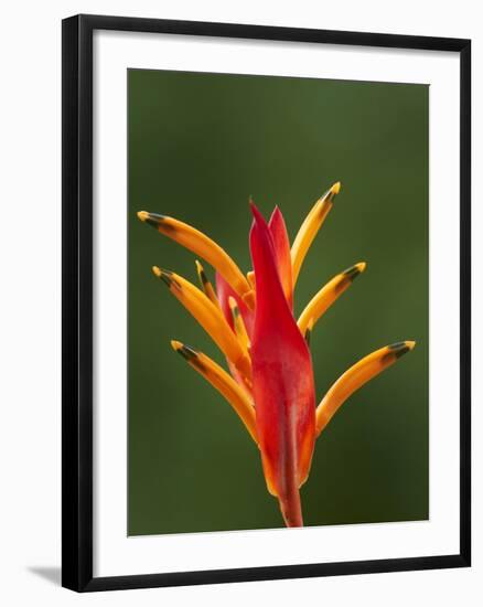 False Bird-Of-Paradise Flower (Heliconia Psittacorum), Nadi, Viti Levu, Fiji, South Pacific-David Wall-Framed Photographic Print