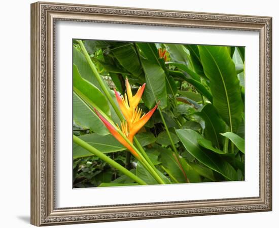 False Bird-of-paradise (Heliconia Sp.)-Tony Craddock-Framed Photographic Print