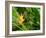 False Bird-of-paradise (Heliconia Sp.)-Tony Craddock-Framed Photographic Print