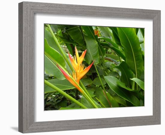 False Bird-of-paradise (Heliconia Sp.)-Tony Craddock-Framed Photographic Print