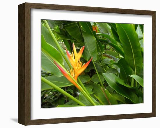 False Bird-of-paradise (Heliconia Sp.)-Tony Craddock-Framed Photographic Print