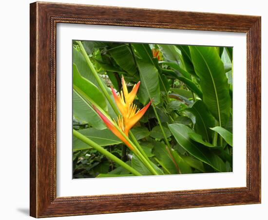 False Bird-of-paradise (Heliconia Sp.)-Tony Craddock-Framed Photographic Print