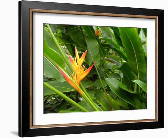 False Bird-of-paradise (Heliconia Sp.)-Tony Craddock-Framed Photographic Print