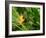 False Bird-of-paradise (Heliconia Sp.)-Tony Craddock-Framed Photographic Print