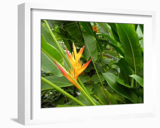 False Bird-of-paradise (Heliconia Sp.)-Tony Craddock-Framed Photographic Print