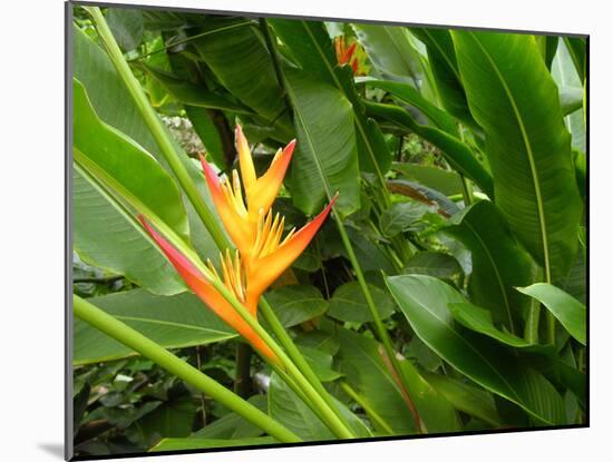 False Bird-of-paradise (Heliconia Sp.)-Tony Craddock-Mounted Photographic Print