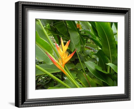 False Bird-of-paradise (Heliconia Sp.)-Tony Craddock-Framed Photographic Print