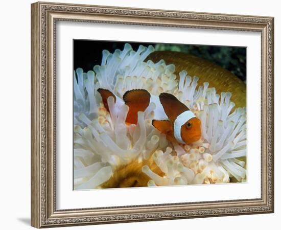 False Clown Anemone Fish-Georgette Douwma-Framed Photographic Print