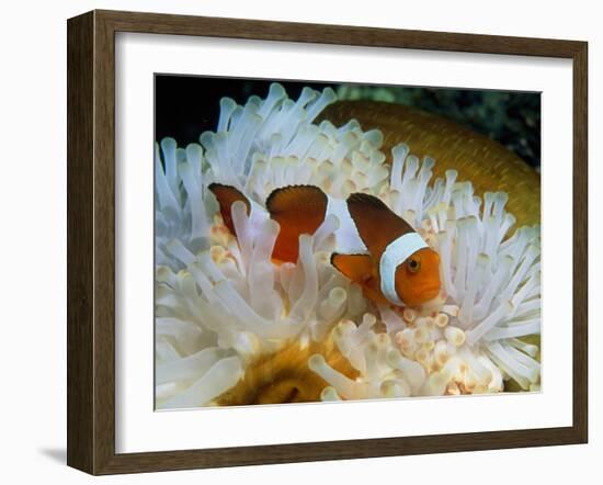 False Clown Anemone Fish-Georgette Douwma-Framed Photographic Print