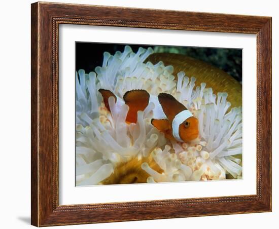 False Clown Anemone Fish-Georgette Douwma-Framed Photographic Print