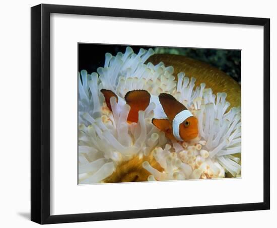 False Clown Anemone Fish-Georgette Douwma-Framed Photographic Print