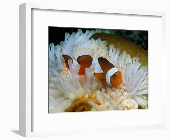 False Clown Anemone Fish-Georgette Douwma-Framed Photographic Print