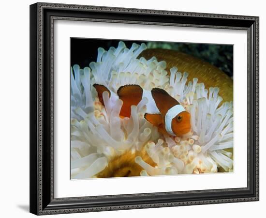 False Clown Anemone Fish-Georgette Douwma-Framed Photographic Print