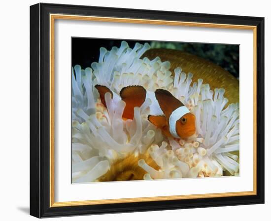 False Clown Anemone Fish-Georgette Douwma-Framed Photographic Print