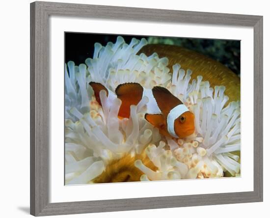 False Clown Anemone Fish-Georgette Douwma-Framed Photographic Print