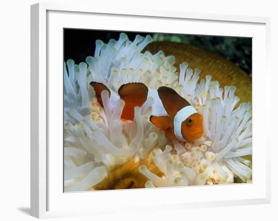 False Clown Anemone Fish-Georgette Douwma-Framed Photographic Print