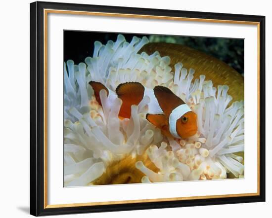 False Clown Anemone Fish-Georgette Douwma-Framed Photographic Print