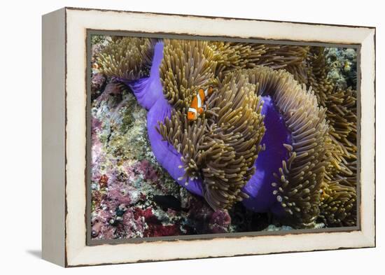 False Clown Anemonefish (Amphiprion Ocellaris)-Michael Nolan-Framed Premier Image Canvas