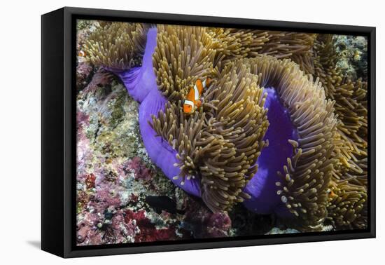 False Clown Anemonefish (Amphiprion Ocellaris)-Michael Nolan-Framed Premier Image Canvas