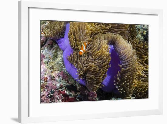 False Clown Anemonefish (Amphiprion Ocellaris)-Michael Nolan-Framed Photographic Print