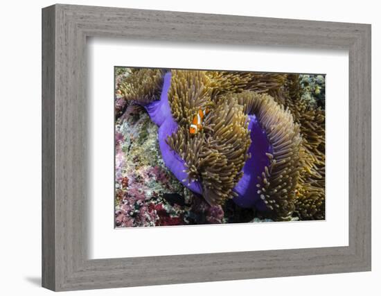 False Clown Anemonefish (Amphiprion Ocellaris)-Michael Nolan-Framed Photographic Print