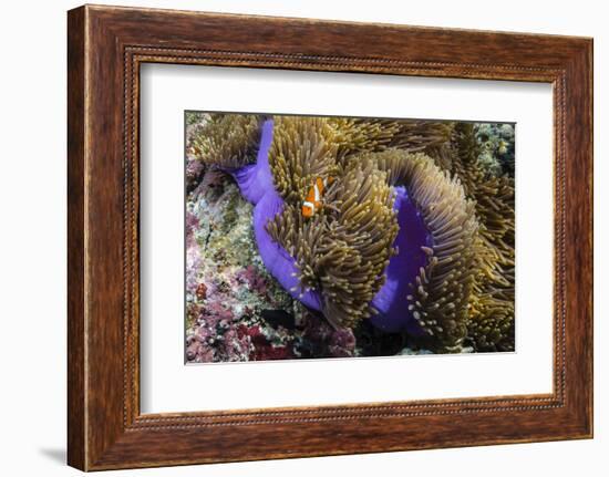 False Clown Anemonefish (Amphiprion Ocellaris)-Michael Nolan-Framed Photographic Print