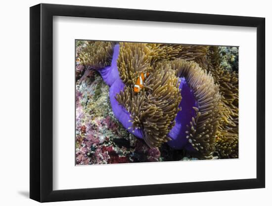 False Clown Anemonefish (Amphiprion Ocellaris)-Michael Nolan-Framed Photographic Print