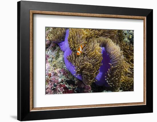 False Clown Anemonefish (Amphiprion Ocellaris)-Michael Nolan-Framed Photographic Print