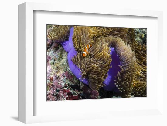 False Clown Anemonefish (Amphiprion Ocellaris)-Michael Nolan-Framed Photographic Print