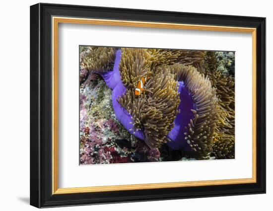 False Clown Anemonefish (Amphiprion Ocellaris)-Michael Nolan-Framed Photographic Print
