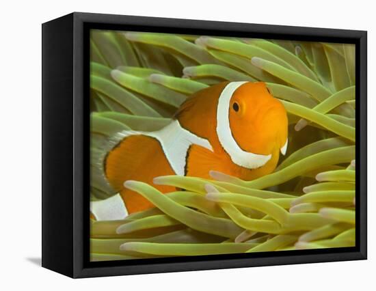 False Clown Anemonefish, Raja Ampat Region of Papua, Indonesia-Stuart Westmoreland-Framed Premier Image Canvas