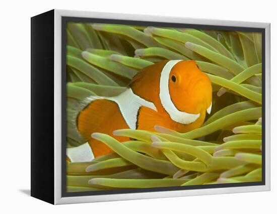 False Clown Anemonefish, Raja Ampat Region of Papua, Indonesia-Stuart Westmoreland-Framed Premier Image Canvas