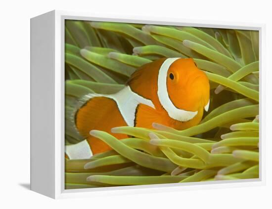 False Clown Anemonefish, Raja Ampat Region of Papua, Indonesia-Stuart Westmoreland-Framed Premier Image Canvas