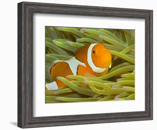 False Clown Anemonefish, Raja Ampat Region of Papua, Indonesia-Stuart Westmoreland-Framed Photographic Print