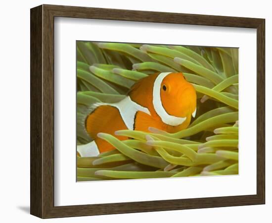 False Clown Anemonefish, Raja Ampat Region of Papua, Indonesia-Stuart Westmoreland-Framed Photographic Print