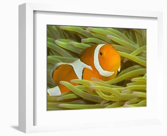 False Clown Anemonefish, Raja Ampat Region of Papua, Indonesia-Stuart Westmoreland-Framed Photographic Print