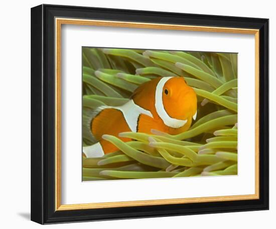 False Clown Anemonefish, Raja Ampat Region of Papua, Indonesia-Stuart Westmoreland-Framed Photographic Print