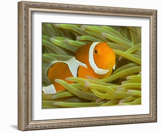 False Clown Anemonefish, Raja Ampat Region of Papua, Indonesia-Stuart Westmoreland-Framed Photographic Print