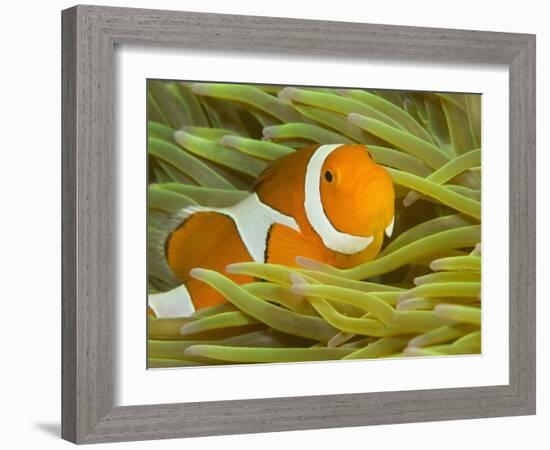 False Clown Anemonefish, Raja Ampat Region of Papua, Indonesia-Stuart Westmoreland-Framed Photographic Print