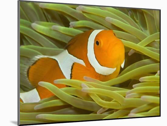 False Clown Anemonefish, Raja Ampat Region of Papua, Indonesia-Stuart Westmoreland-Mounted Photographic Print