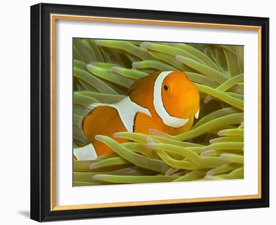 False Clown Anemonefish, Raja Ampat Region of Papua, Indonesia-Stuart Westmoreland-Framed Photographic Print