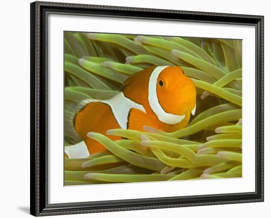 False Clown Anemonefish, Raja Ampat Region of Papua, Indonesia-Stuart Westmoreland-Framed Photographic Print