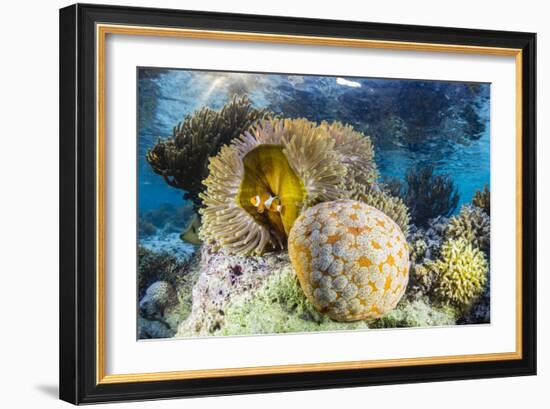 False clown anemonefish , Sebayur Island, Komodo Island Nat'l Park, Indonesia, Southeast Asia-Michael Nolan-Framed Photographic Print