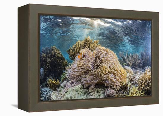 False clown anemonefish , Sebayur Island, Komodo Island Nat'l Park, Indonesia, Southeast Asia-Michael Nolan-Framed Premier Image Canvas