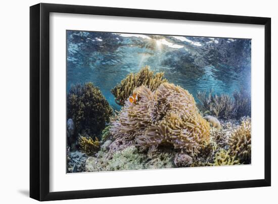 False clown anemonefish , Sebayur Island, Komodo Island Nat'l Park, Indonesia, Southeast Asia-Michael Nolan-Framed Photographic Print