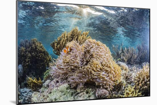 False clown anemonefish , Sebayur Island, Komodo Island Nat'l Park, Indonesia, Southeast Asia-Michael Nolan-Mounted Photographic Print