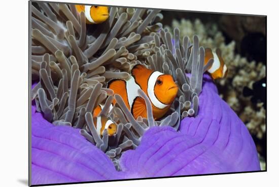 False Clown Anemonefish-Georgette Douwma-Mounted Photographic Print